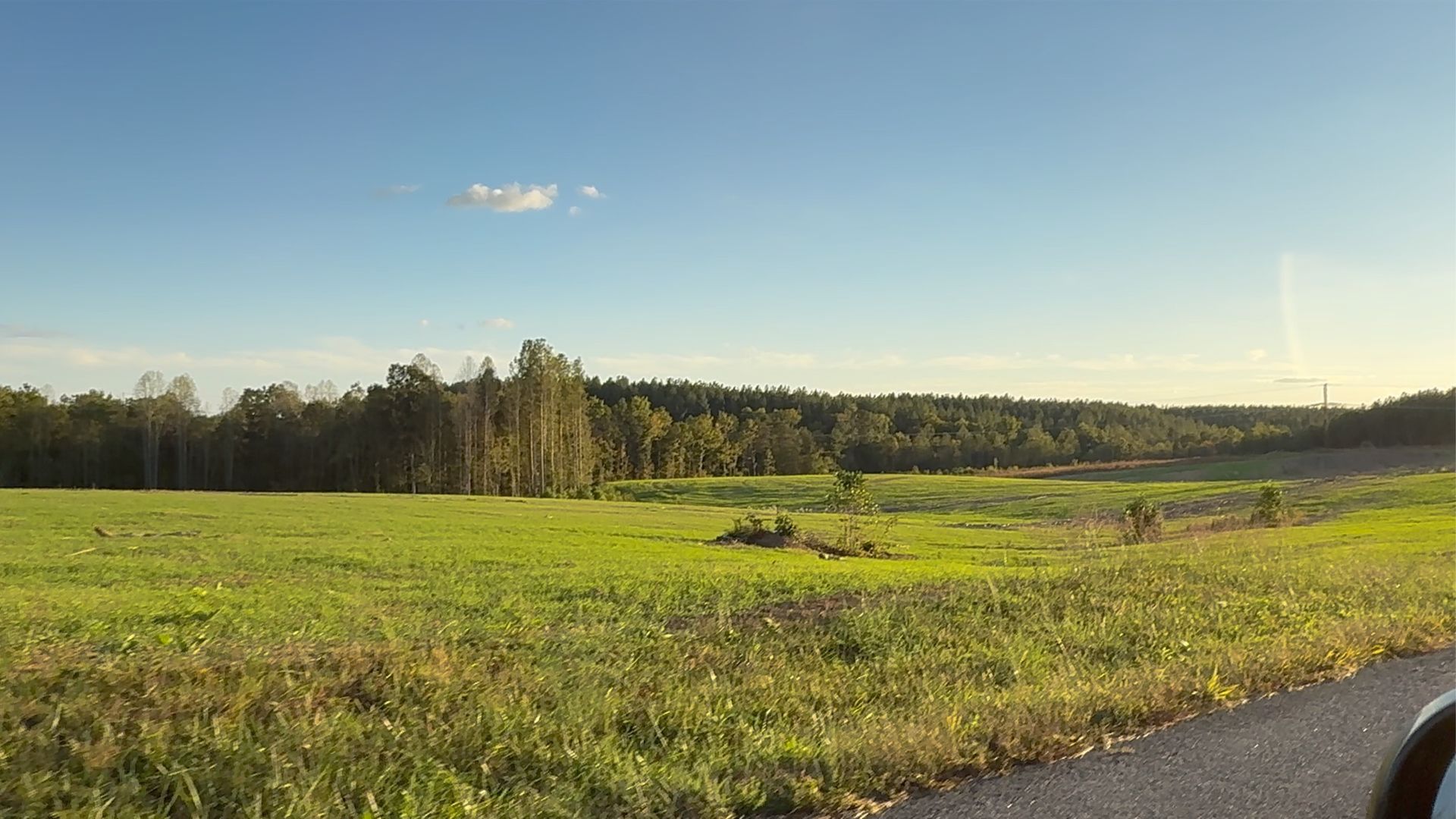 A grassy field under a bright blue sky, bordered by a dense line of trees in the distance, seen from a roadside.