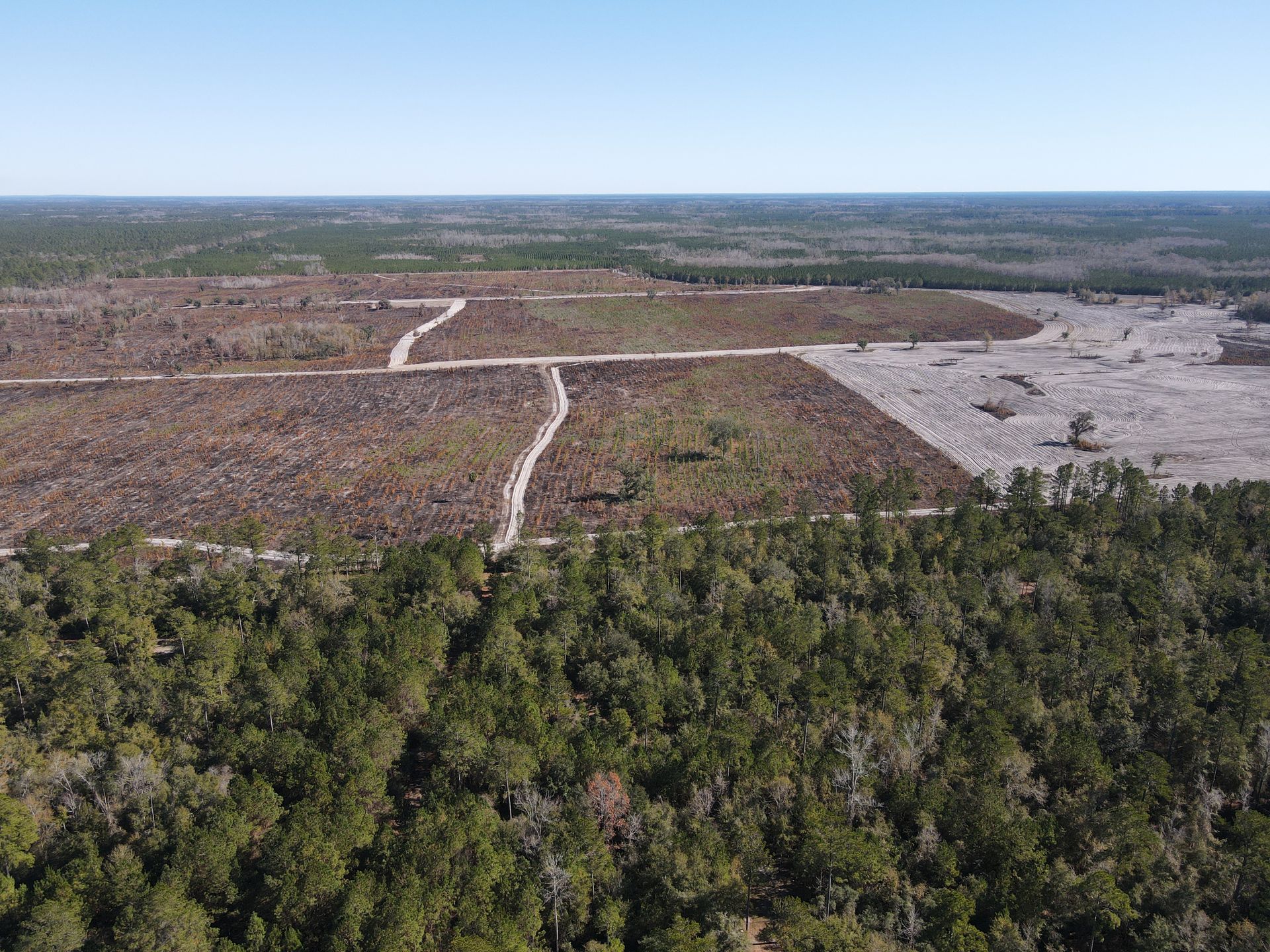 An aerial view of a forest with a section of cleared, barren land and dirt roads cut through the center.