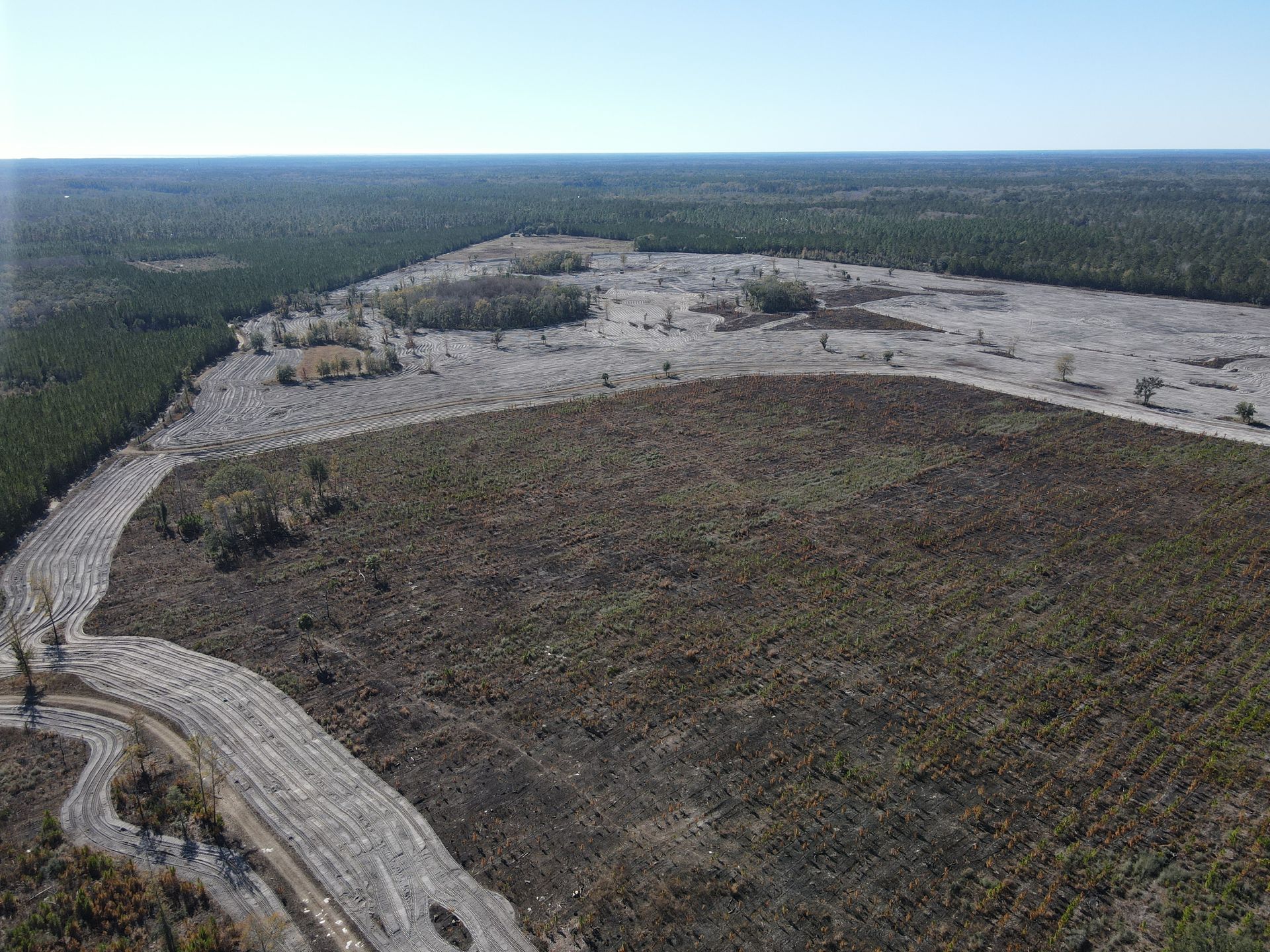 Aerial view of a cleared forest area with patches of brown brush and grey soil, bordered by dense, dark green pine trees.