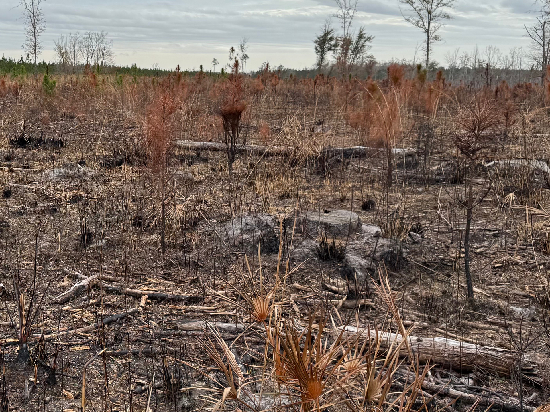 A forest area recently affected by fire, with scorched ground, fallen timber, and thin, singed saplings under a gray sky.