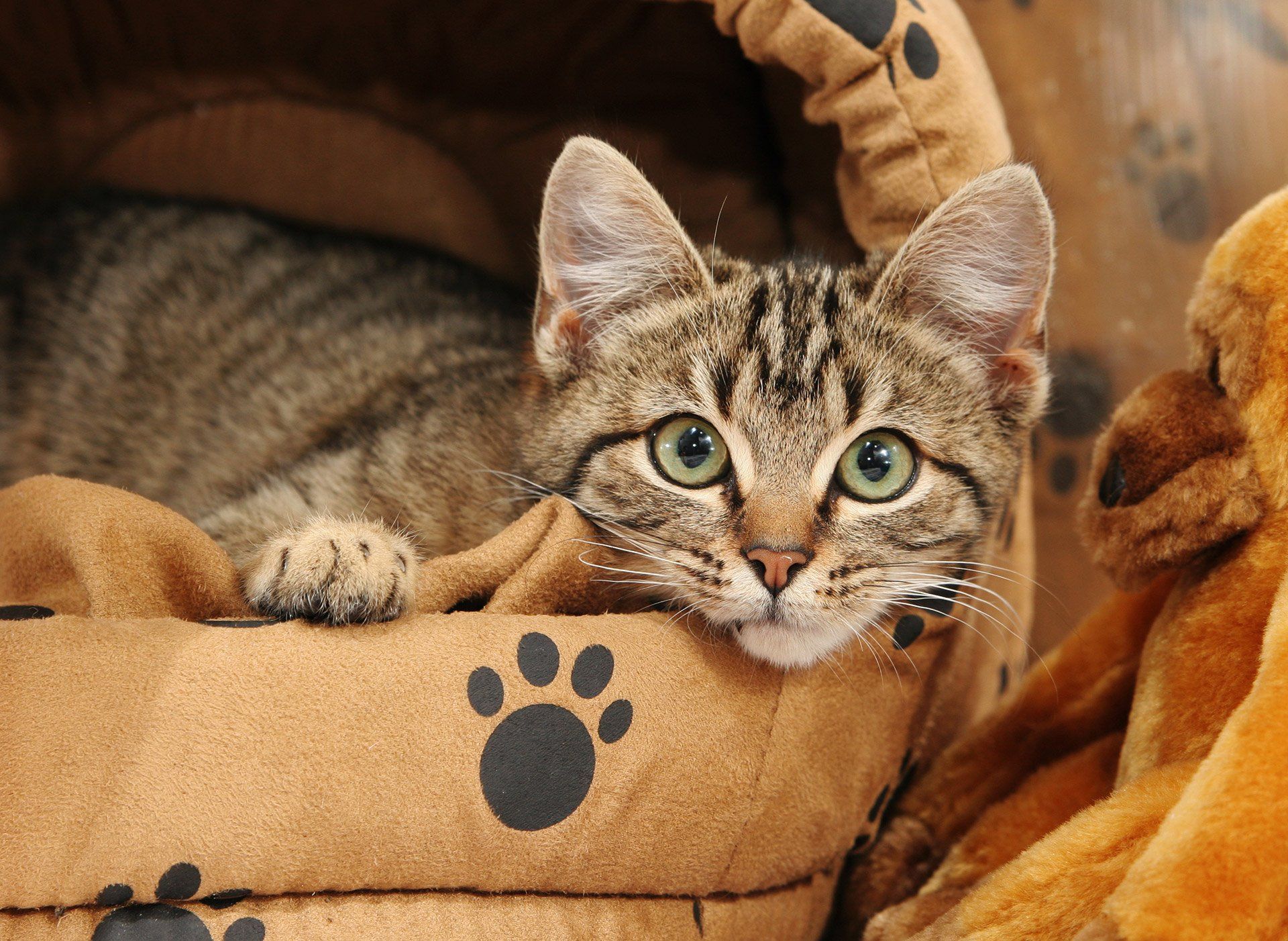 Kitten lying in a cat bed