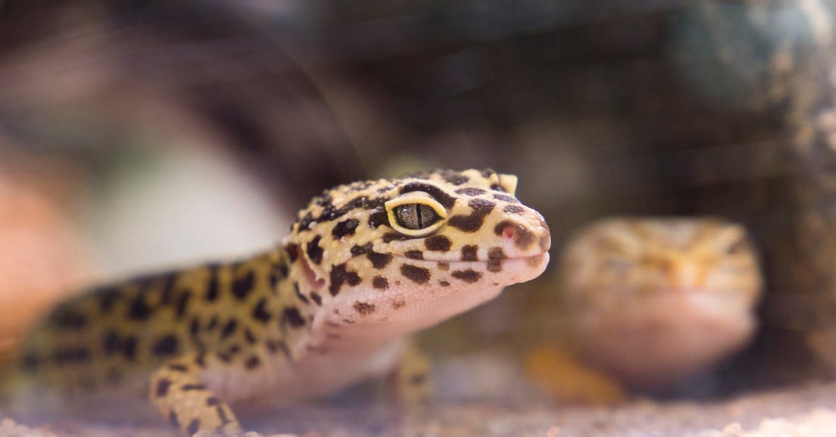 Reptiles kept as pets in Manchester, NH.