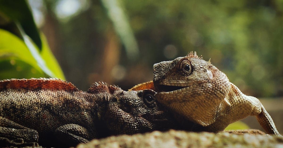 Pet reptiles in Merrimack, NH.