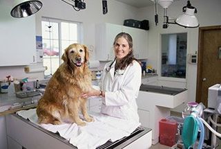 Dog Check Up - Experience Vet in Tucson, AZ