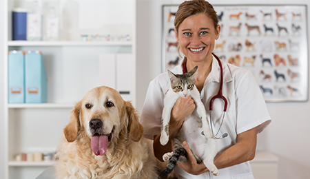 Vet Holding Cat - Pet Health in Tucson, AZ