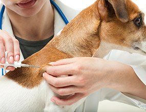Dog Vaccine - Pet Care Needs in Tucson, AZ