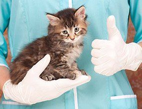 Vet Holding a Kitten - Pet Care Needs in Tucson, AZ