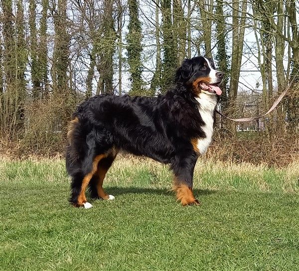 Berner Sennen Barneveld