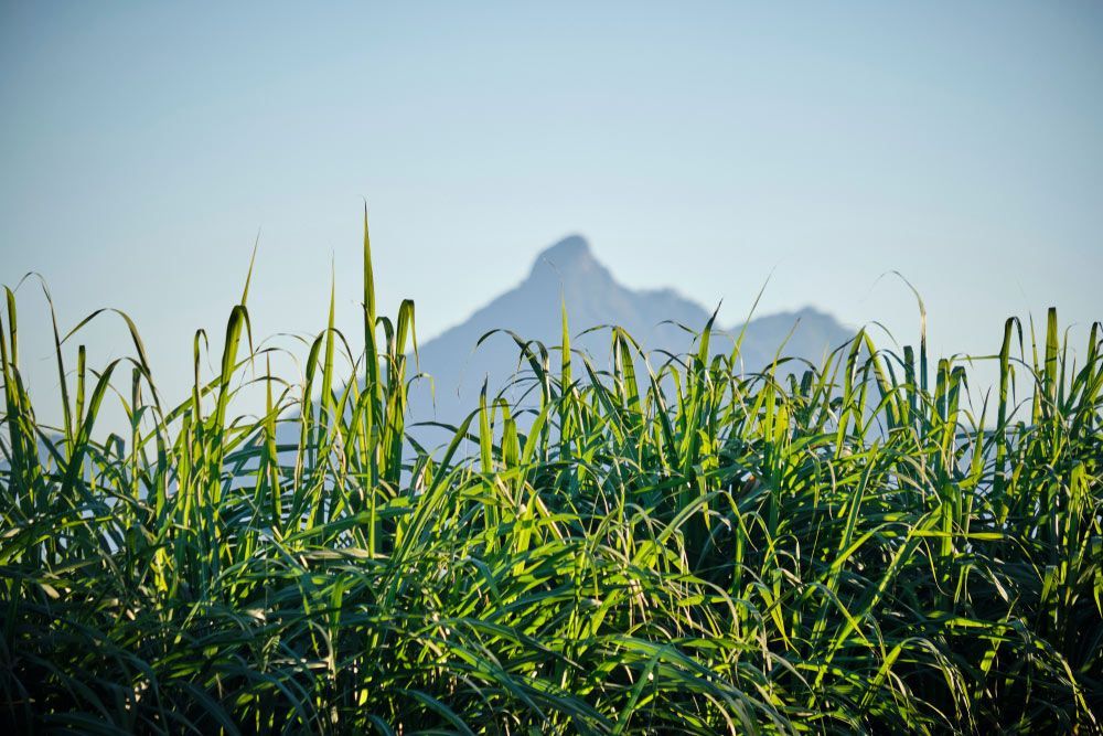 A Field of Tall Grass with A Mountain in The Background — Hager Surveying In Murwillumbah, NSW