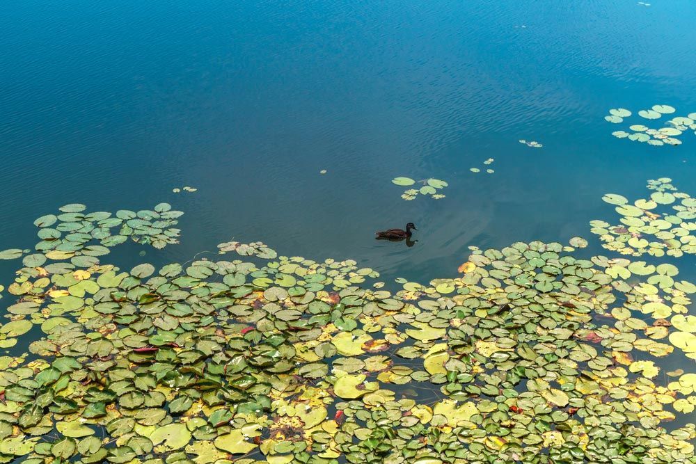 A Duck Is Swimming in A Lake Surrounded by Water Lilies — Hager Surveying In Robina, QLD