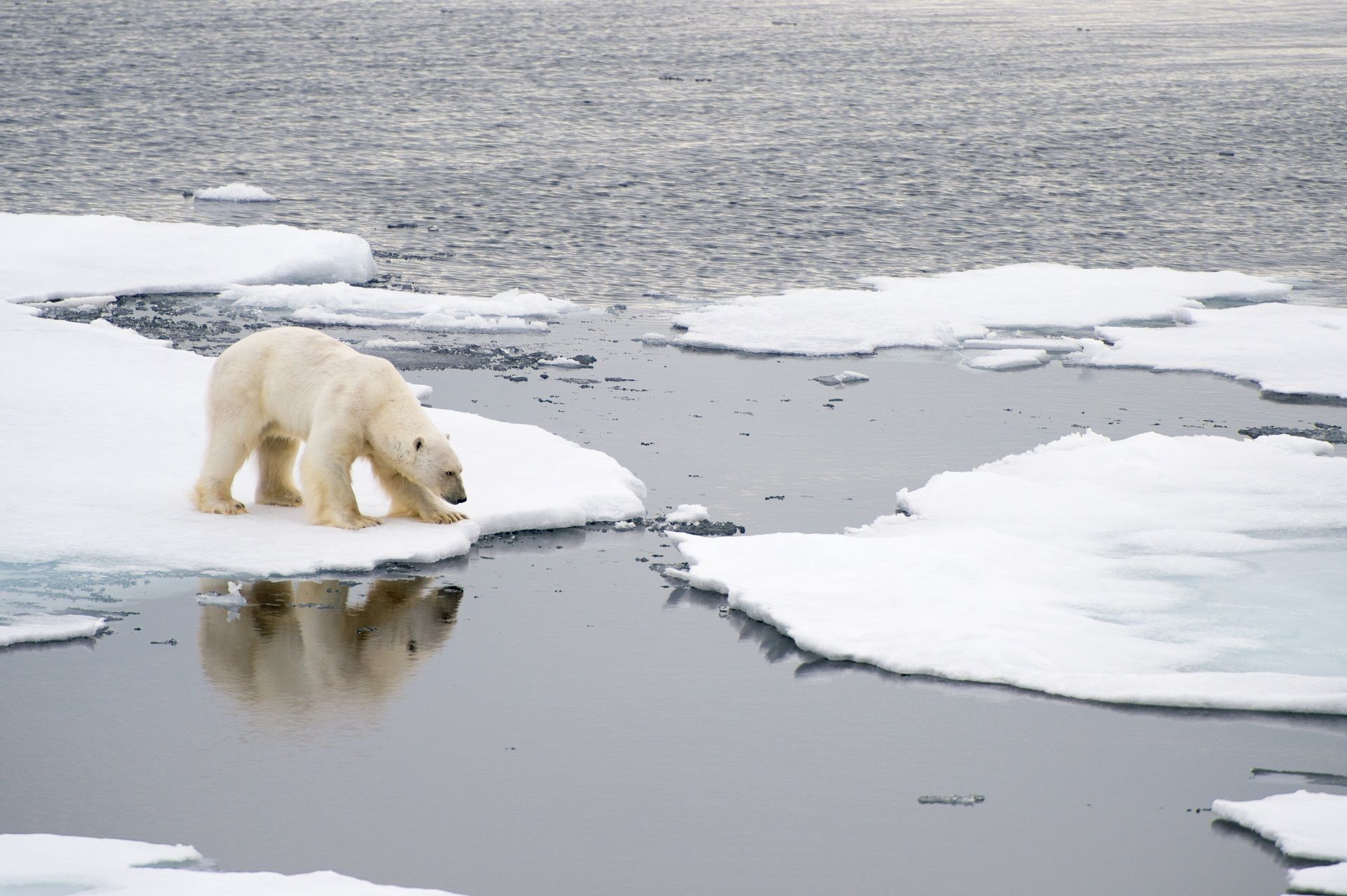 een ijsbeer op spitsbergen