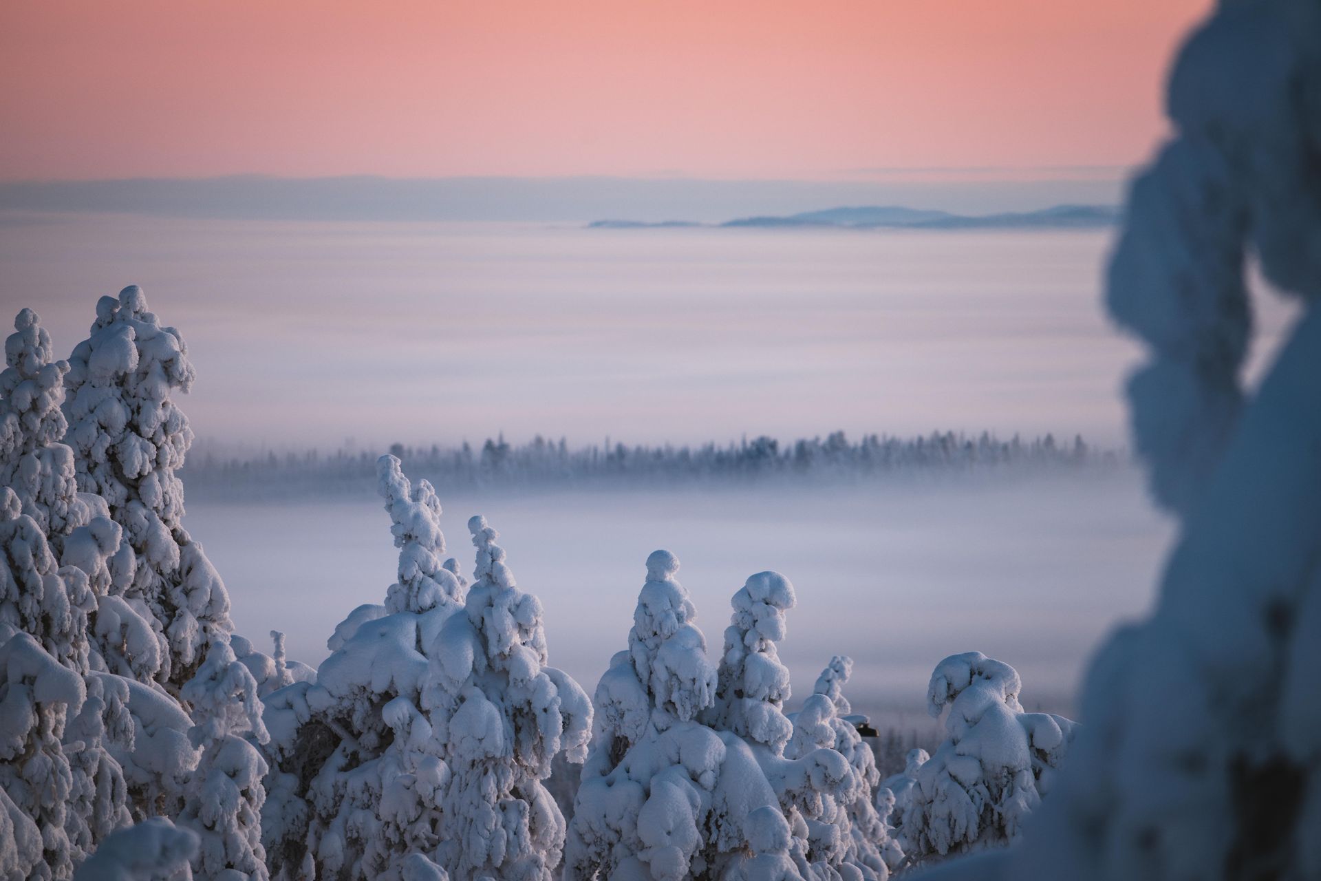 Een besneeuwd bos in Lapland met bomen bedekt met sneeuw en een zonsondergang op de achtergrond.