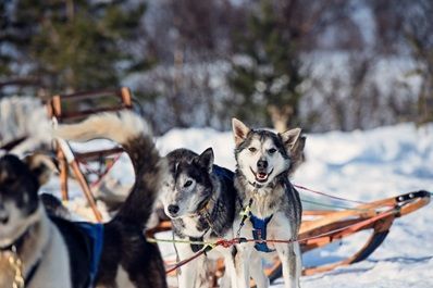 Huskysafari in Noorwegen