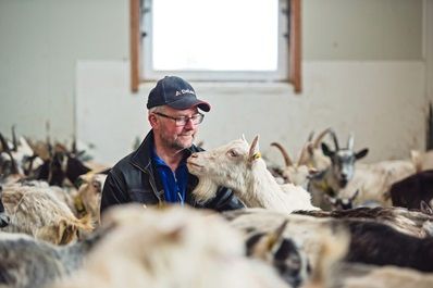 Een boer tussen de geiten op de Lofoten, Noorwegen