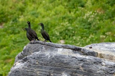 3 aalschovers in Noord-Noorwegen