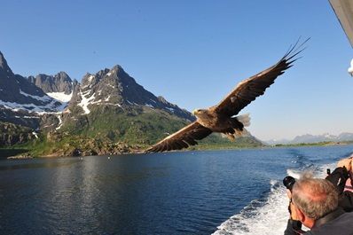 een zeearend wordt gefotografeerd door een persoon in een bootje