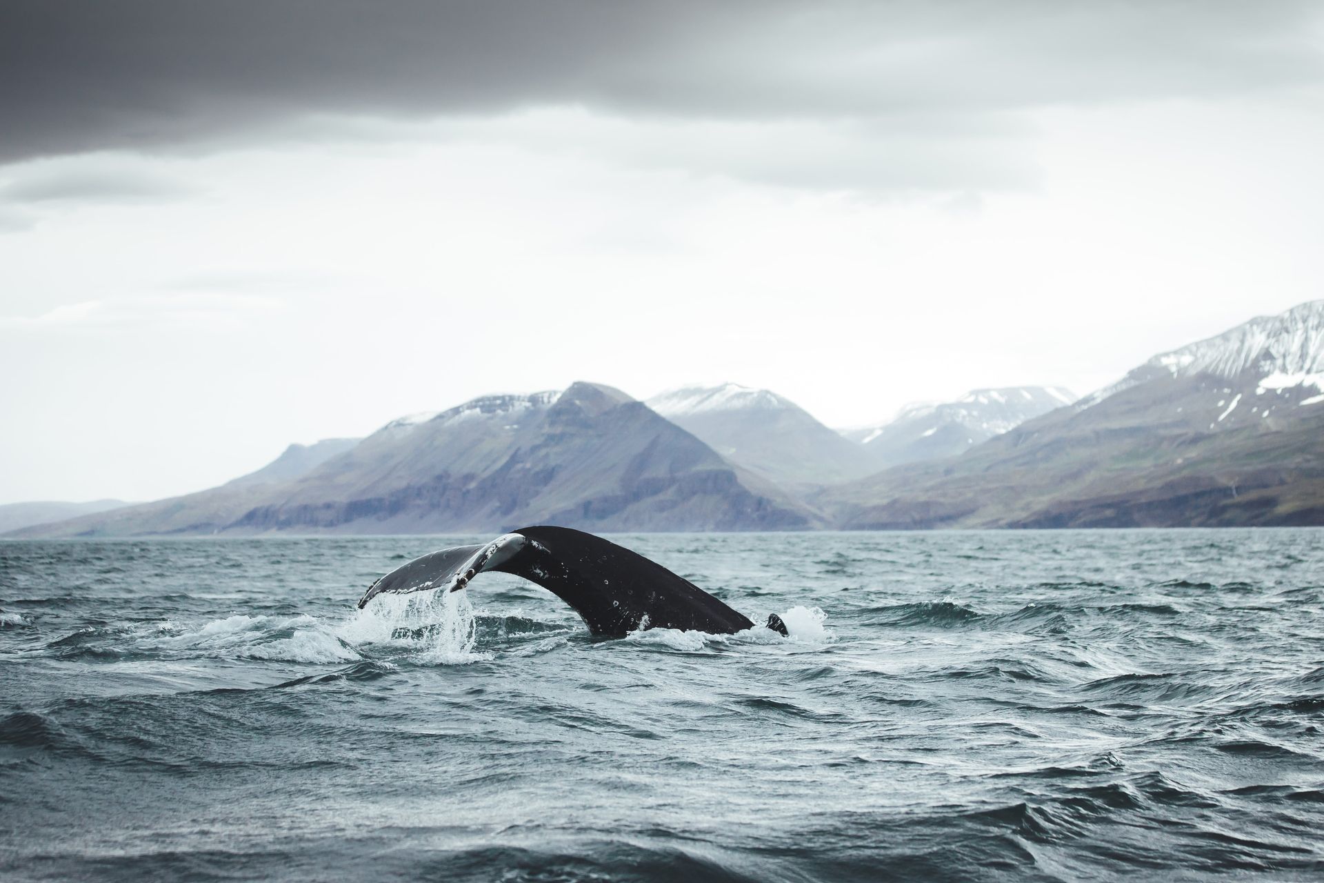 walvis bij ijsland