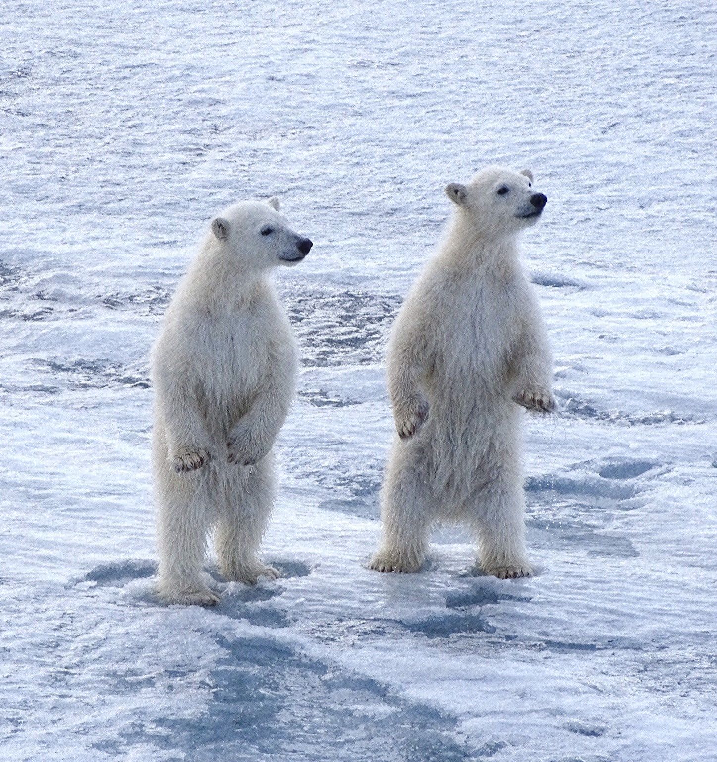 IJsberen op Spitsbergen