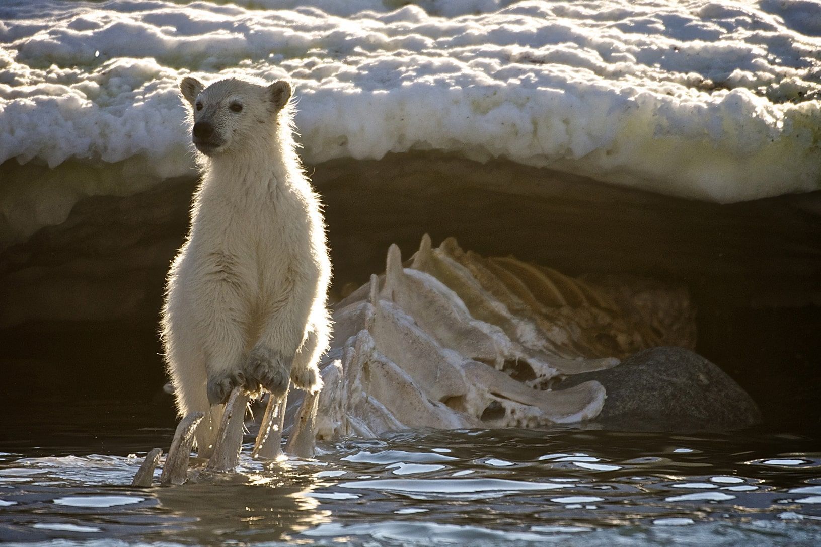 De MS Hondius tijdens een expeditie cruise rond Spitsbergen