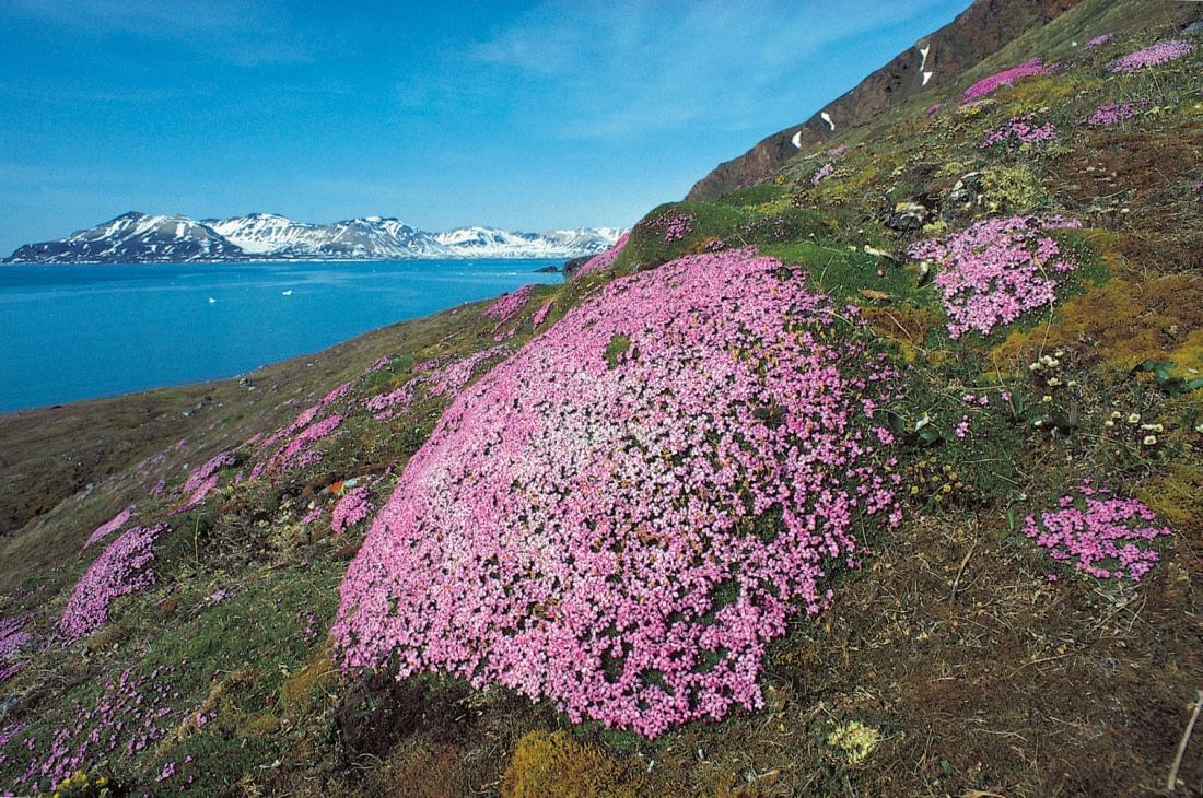 Vliegen naar Spitsbergen