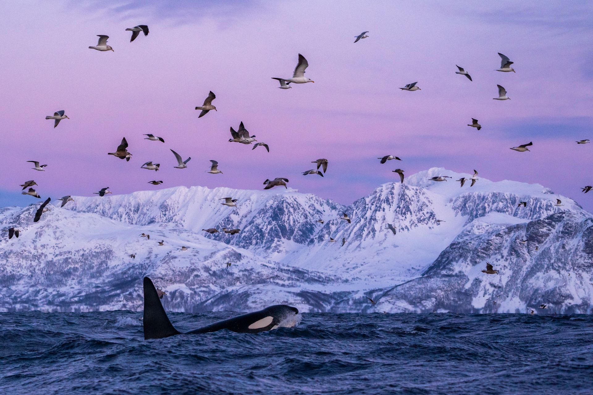 Een orka zwemt in de oceaan terwijl er een zwerm vogels overvliegt.