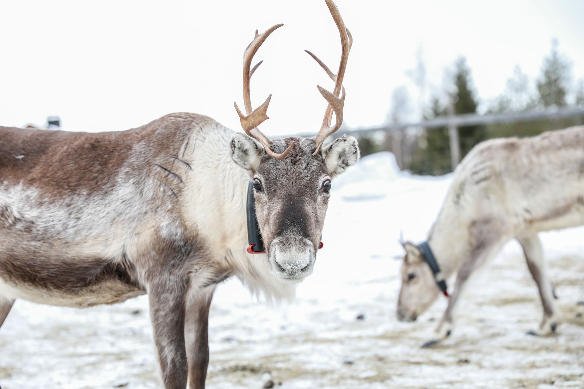 Twee rendieren staan ​​in de sneeuw en kijken naar de camera.