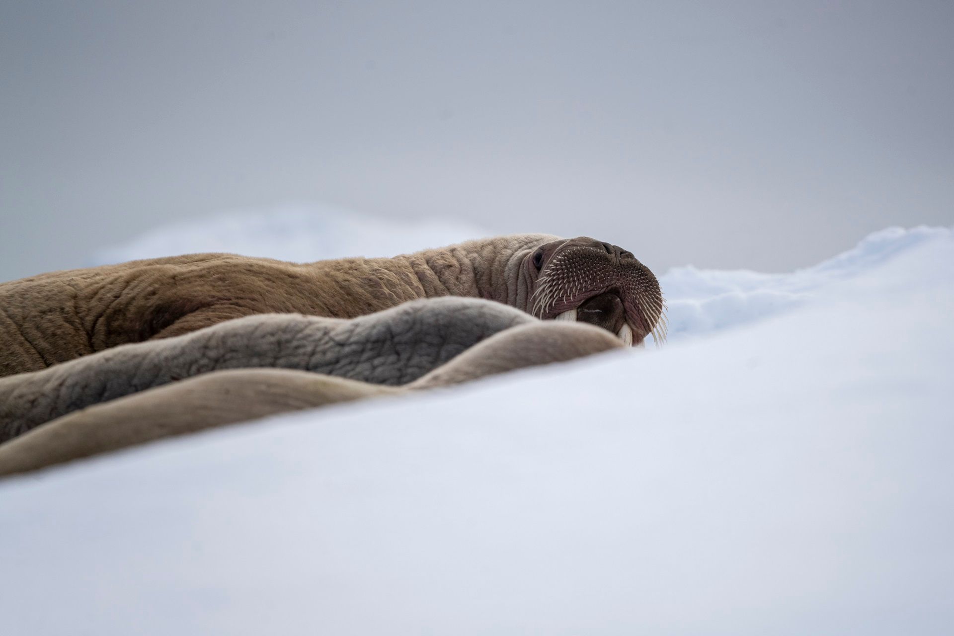 Een groep zeehonden ligt in de sneeuw.