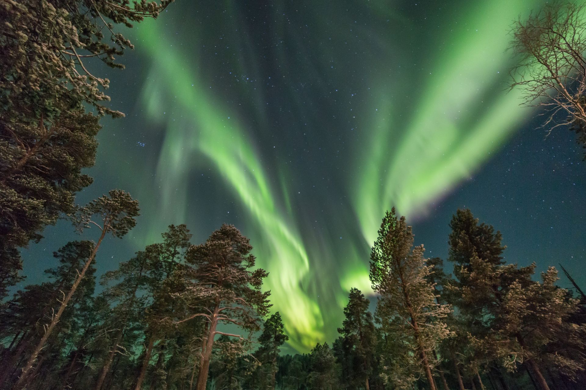 Het Noorderlicht tussen de bomen in Lapland