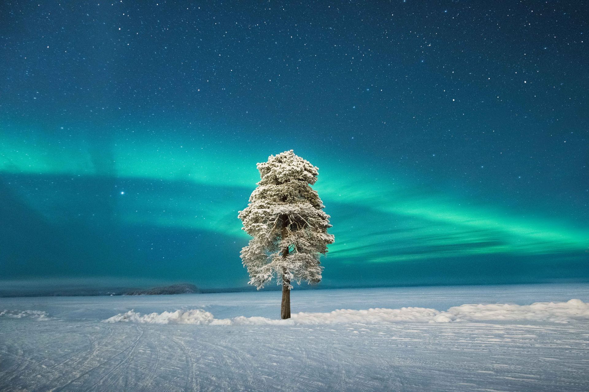 Een boom in Lapland met aan de hemel het Noorderlicht