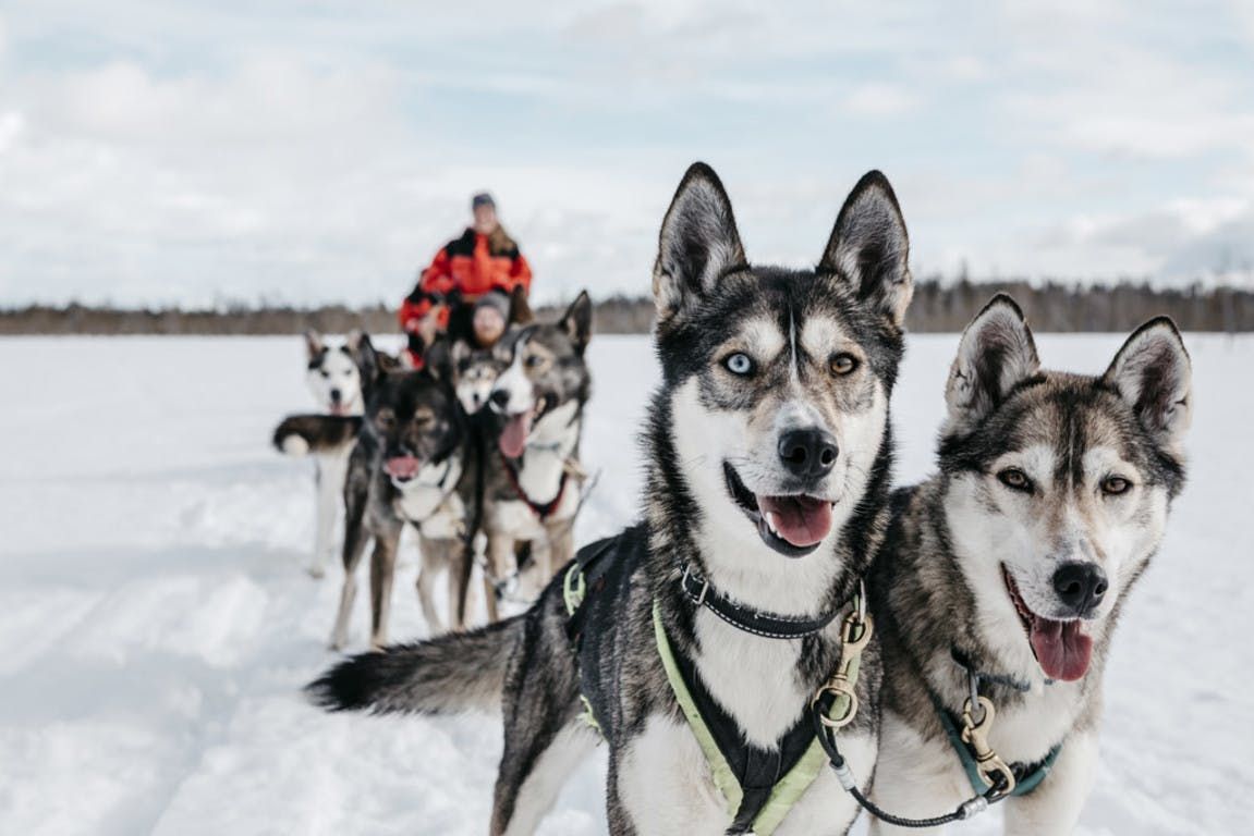 Een groep huskyhonden die een slee door de sneeuw trekken.