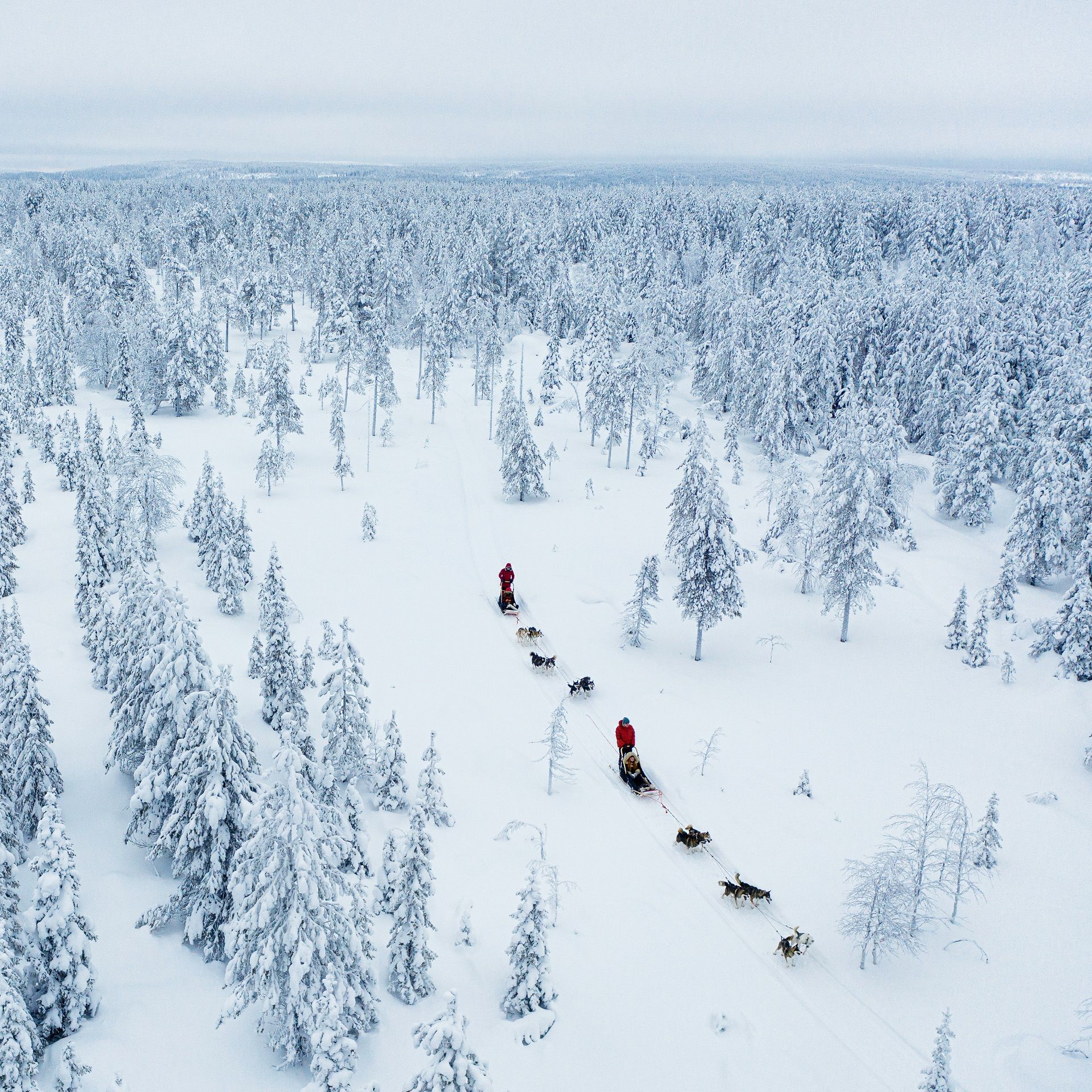 Huskysafari in Finland & Fins Lapland