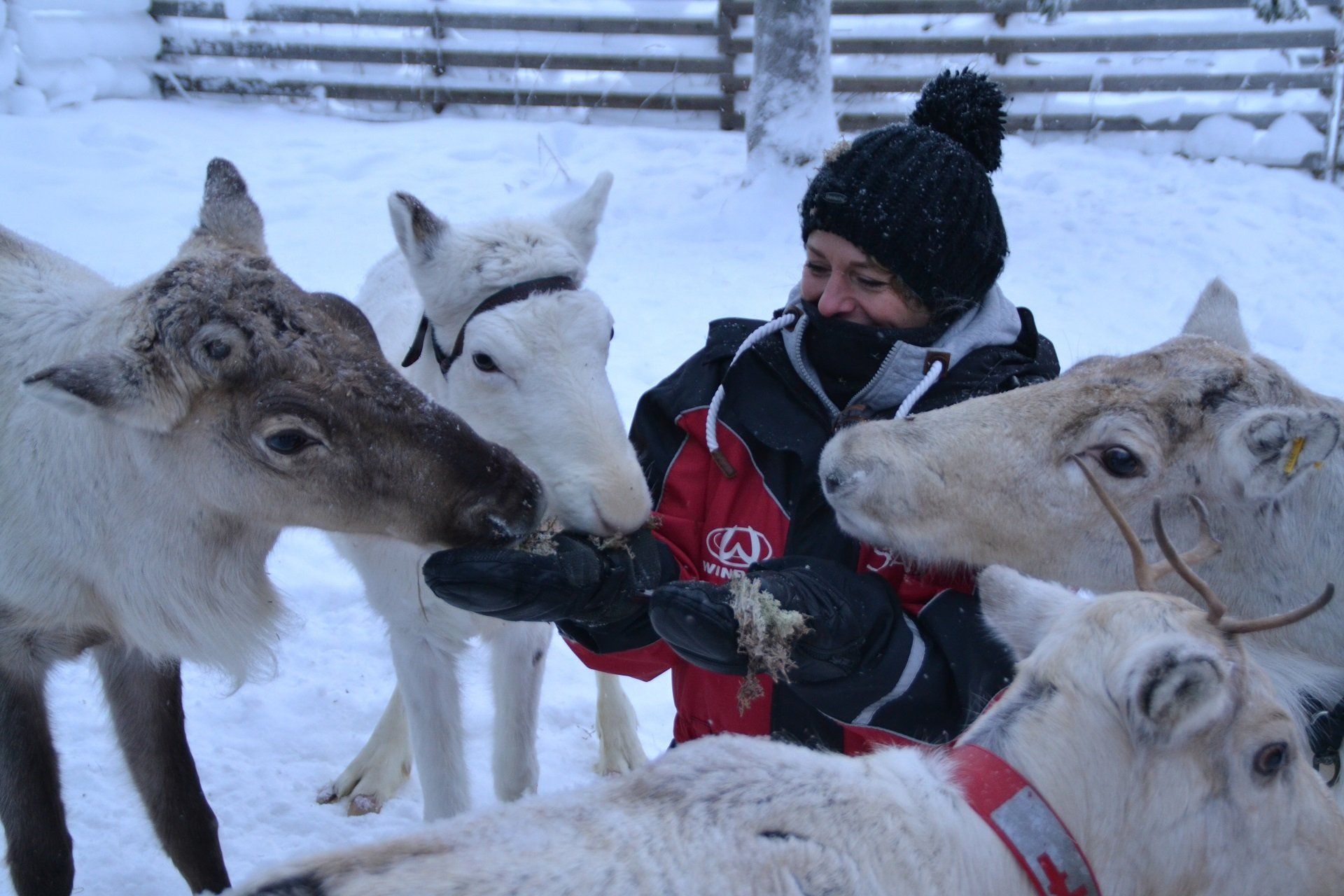 Ontmoet rendieren tijdens uw vakantie in Lapland