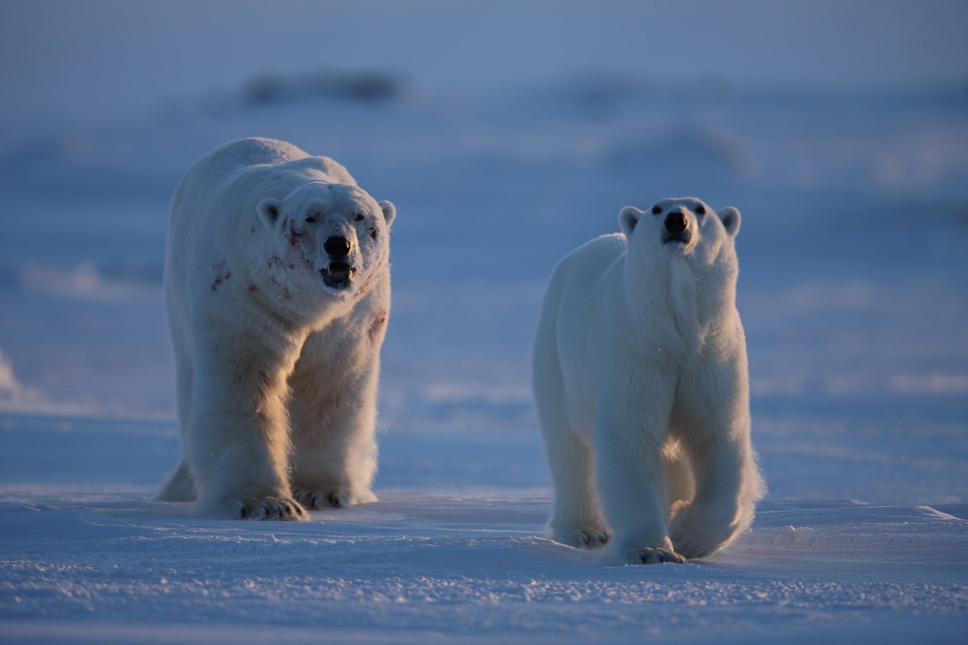 ijsberen tijdens een expeditie cruise met Go North en Hurtigruten