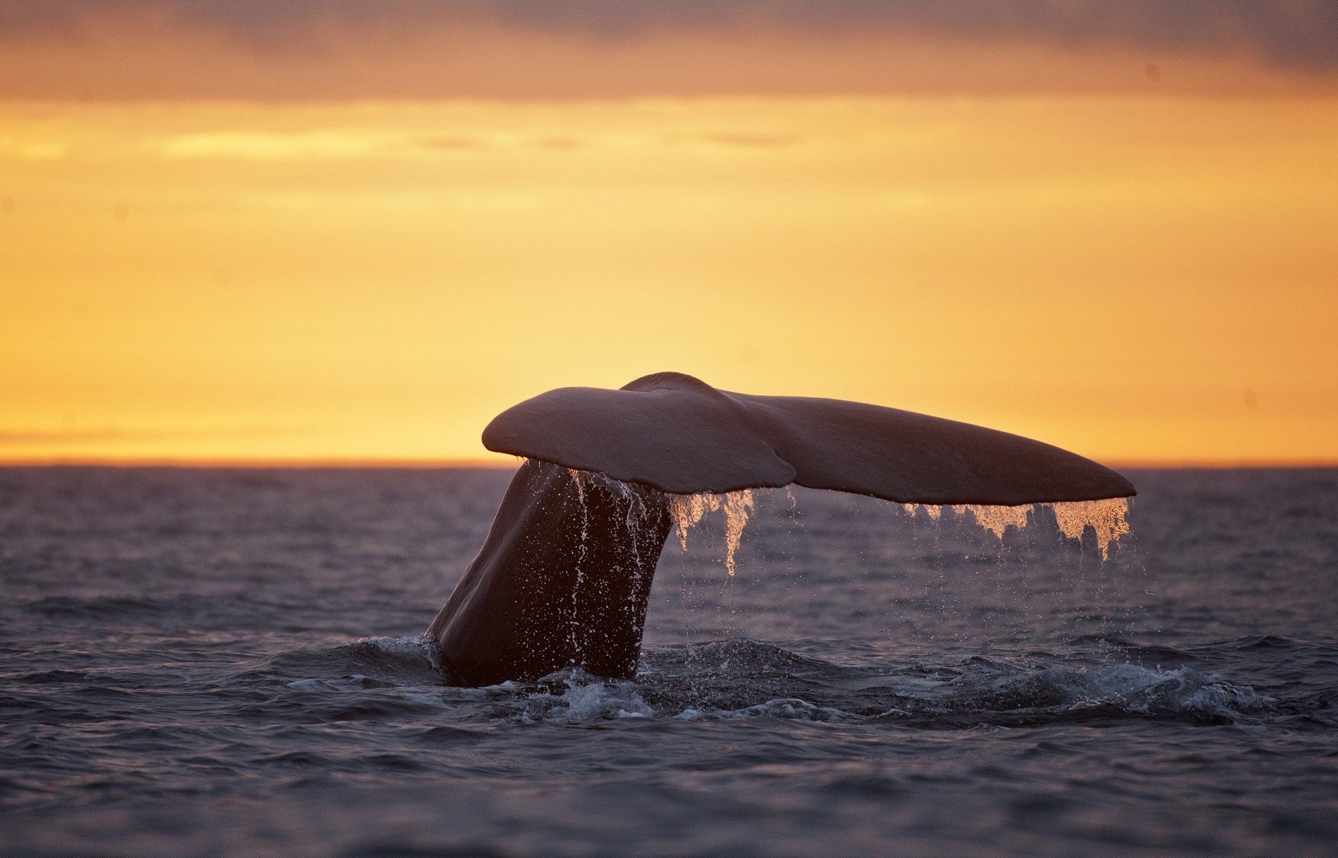 Walvissen spotten op Ijsland