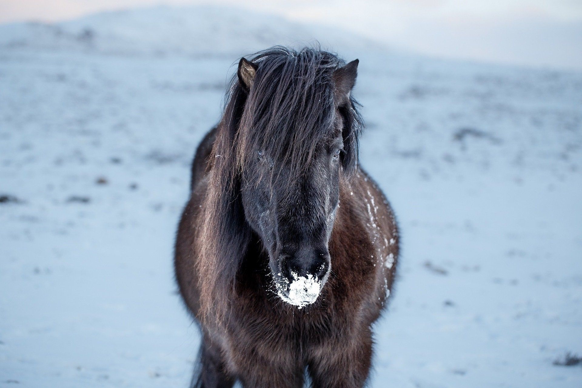 IJslands paard in de winter in IJsland
