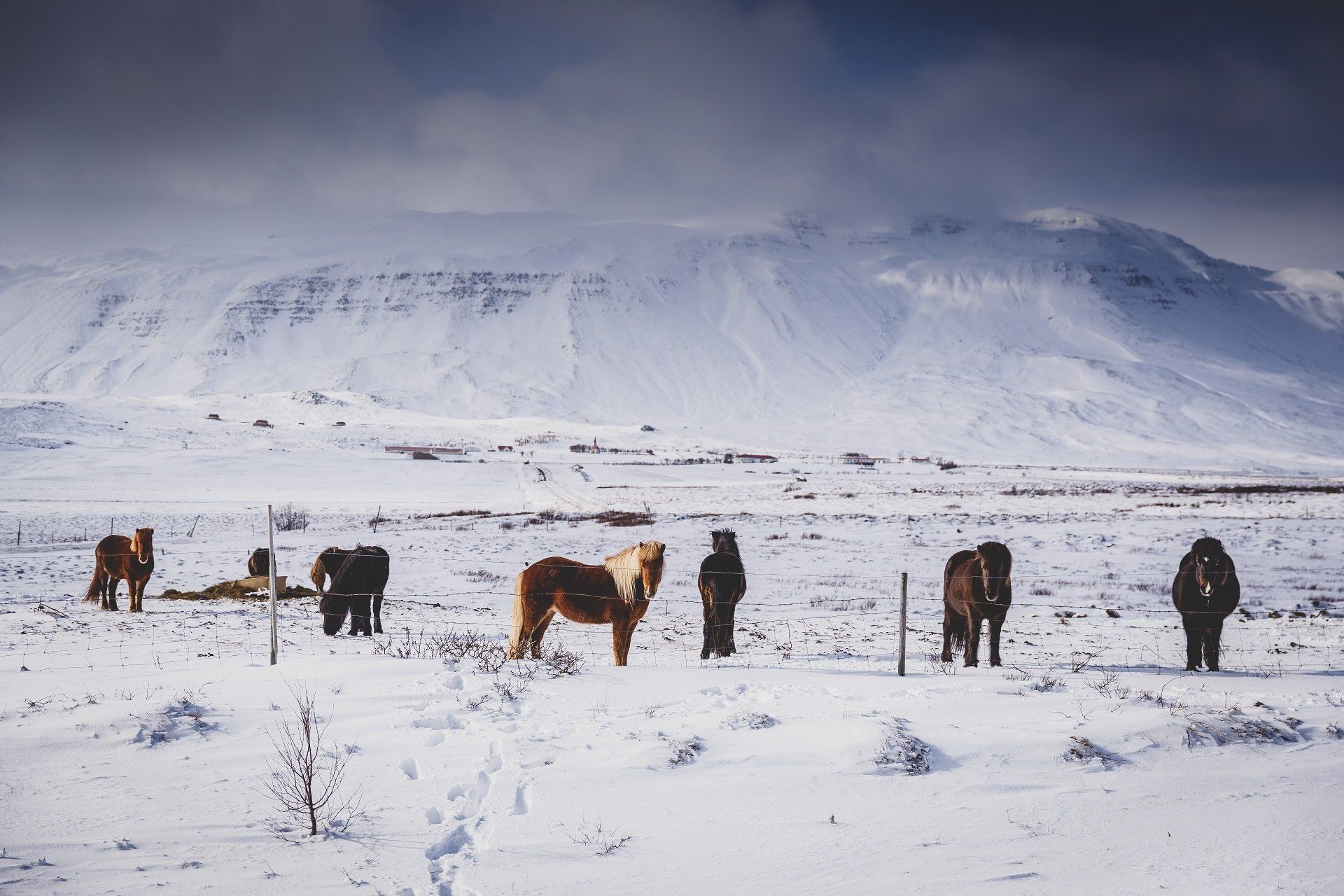 landschap met paarden in de winter in IJsland