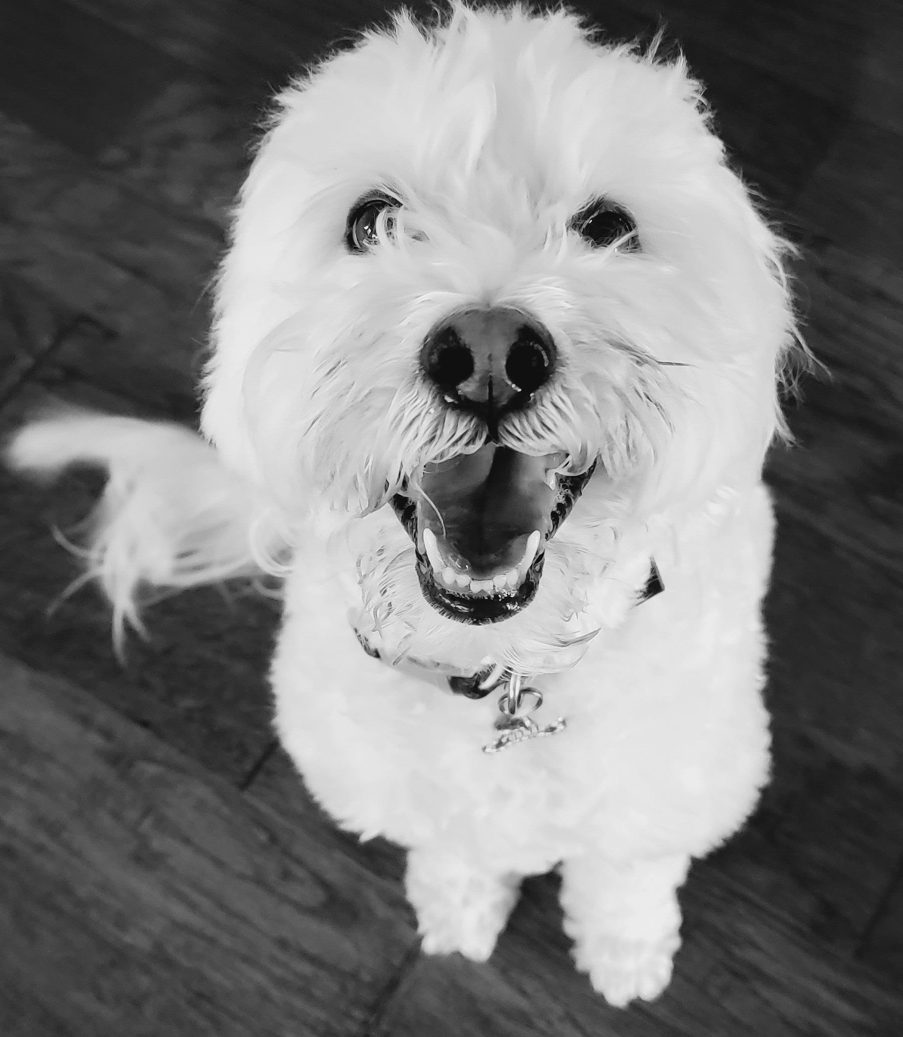 Baxter's Bed and Biscuit