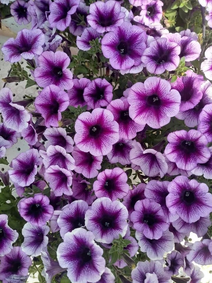 fiori per corone