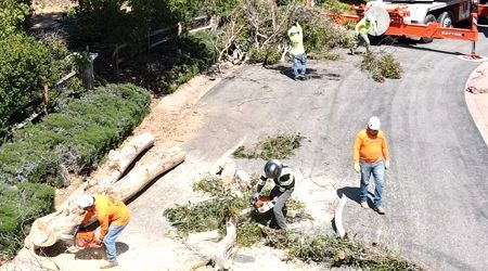 A group of men are working on a tree stump.