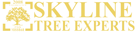 A logo for skyline tree experts with a tree in the middle.