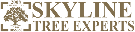 A logo for skyline tree experts with a tree on it