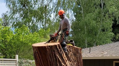 A man is cutting a tree stump with a chainsaw.