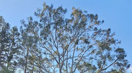 A tree with lots of branches and leaves against a blue sky.