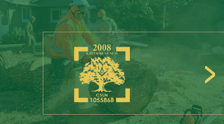 A man is cutting a tree with a chainsaw.