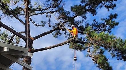 A man is cutting a tree with a chainsaw.