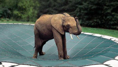 An elephant is standing on top of a trampoline.