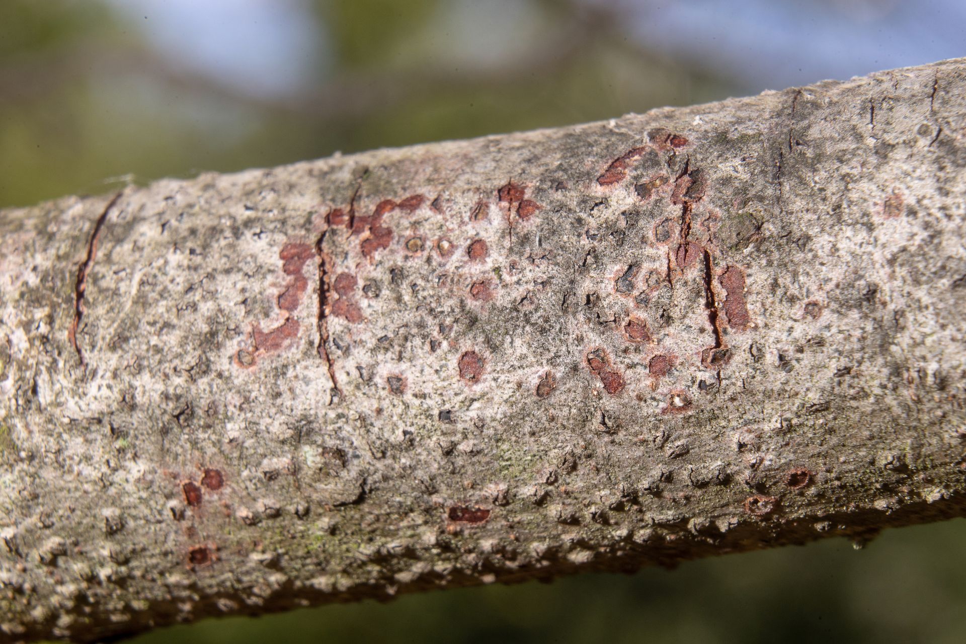 Residential Tree Health Solutions — Omaha, NE — Emergen-Tree Health Services