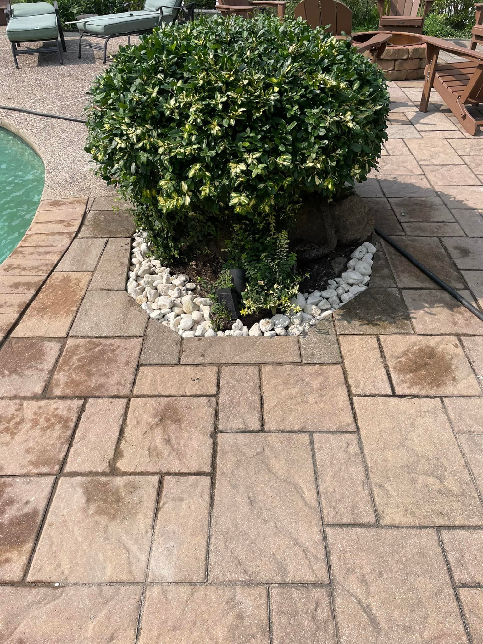 A bush is sitting on top of a brick patio next to a pool.