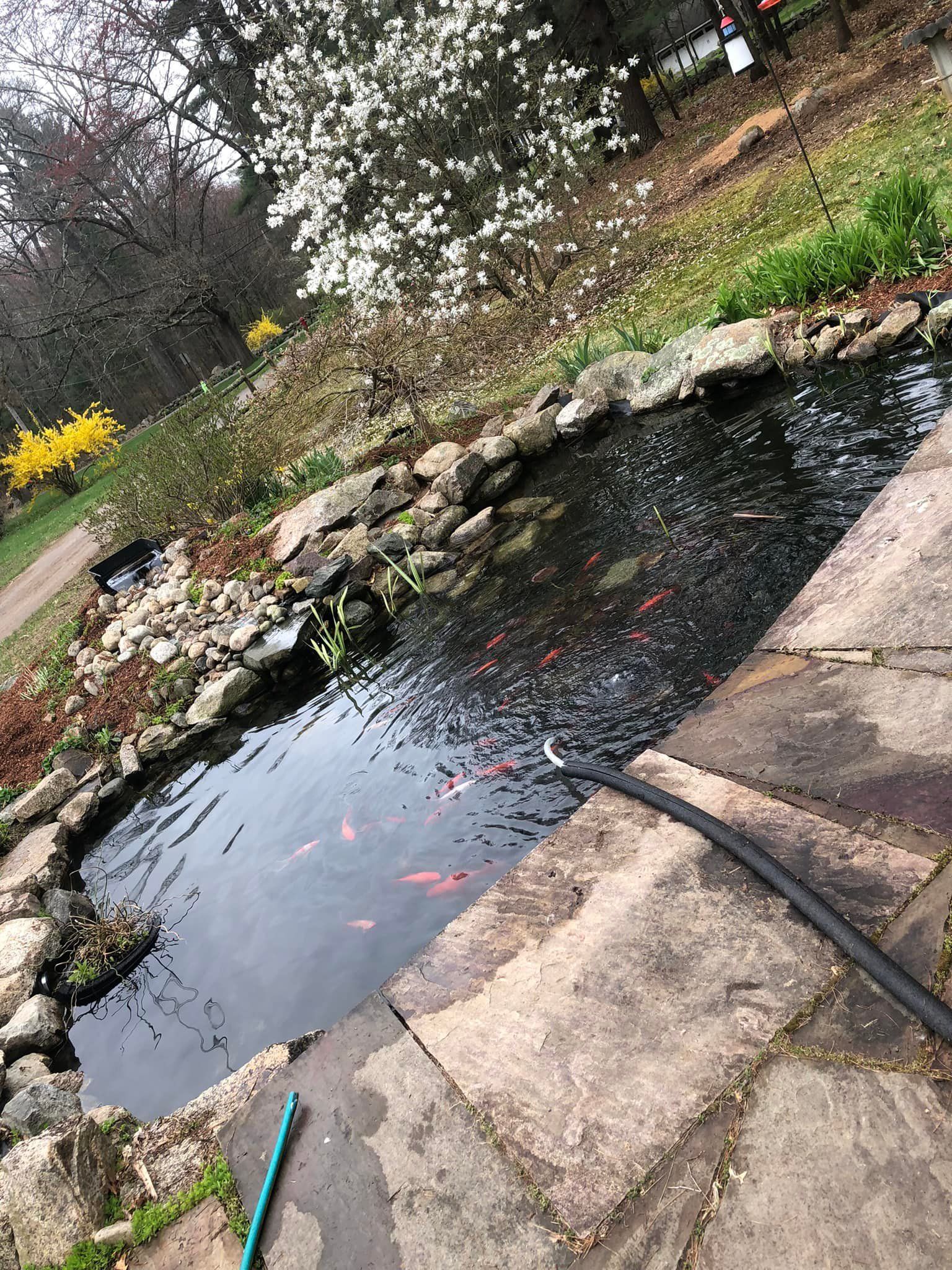 A pond with fish in it is surrounded by rocks and flowers in a garden.