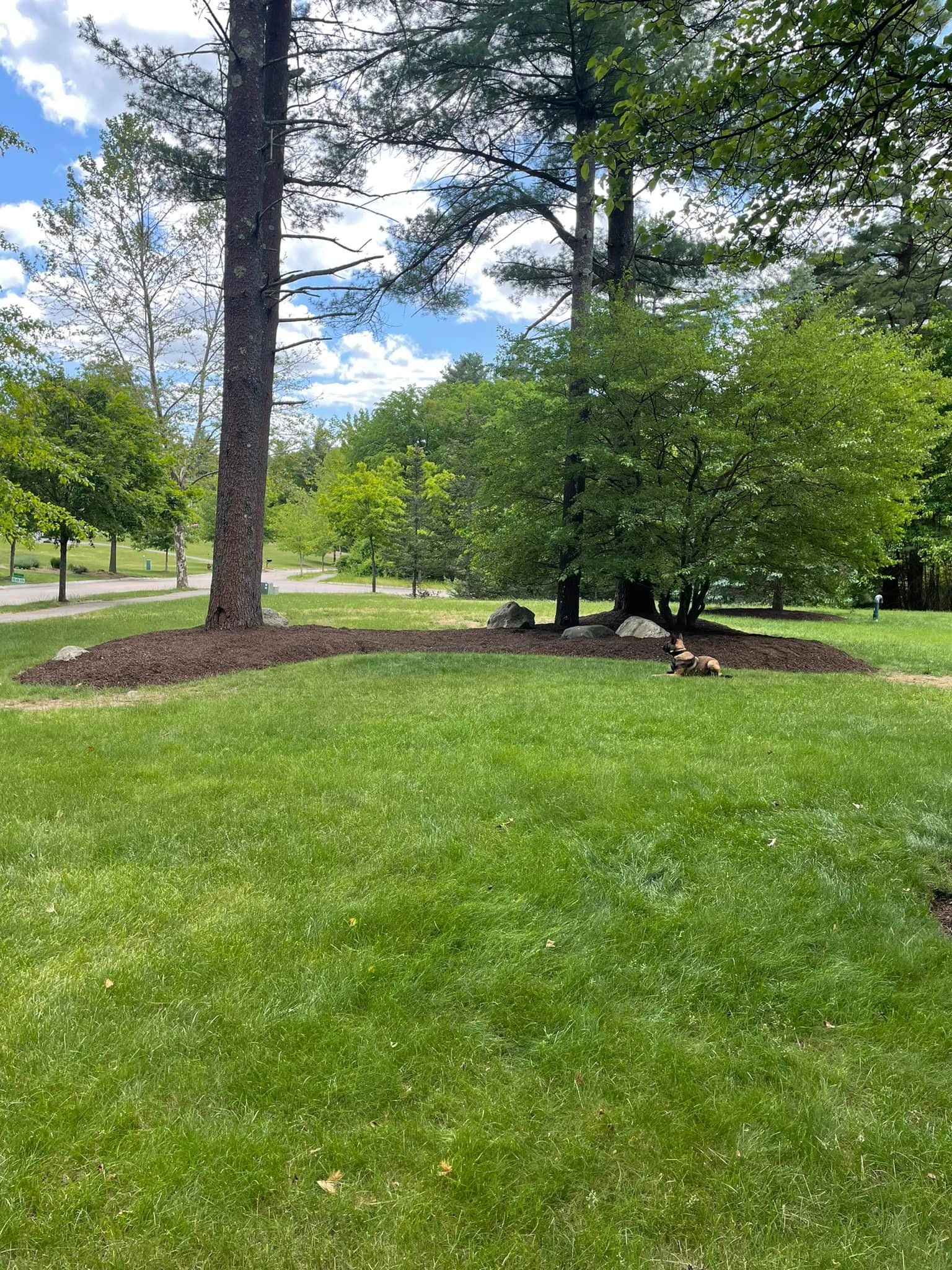 A large tree in the middle of a lush green field in a park.